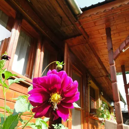 Marinarul Guest house *